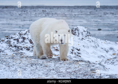 Eisbären an der Hudson Bay Warten auf Eis Stockfoto