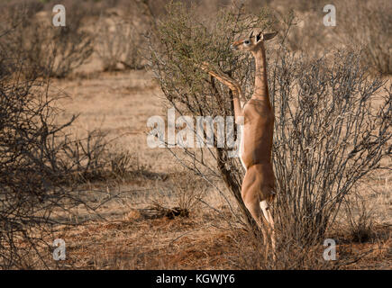 Gerenuk steht auf den Hinterbeinen Blätter essen auf einen Baum. Stockfoto