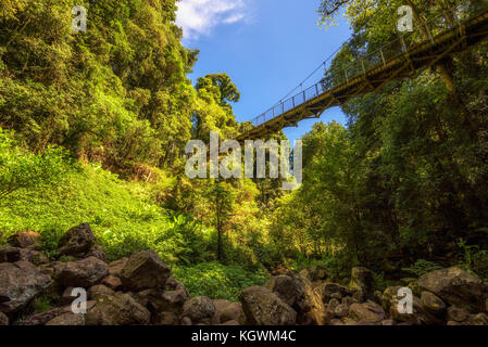Fußgängerbrücke in den Regenwald von dorrigo National Park, Australien Stockfoto