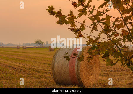 Zylindrische Heuballen Rundballen genannt in farbigen Netze/dicht an dicht eines zylindrischen Ballen Heu in einem Feld an einem Sonnenuntergang Stockfoto