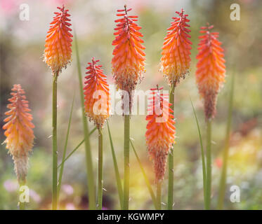 Hell orange und gelb Red Hot poker Blumen (kniphofia) Stockfoto