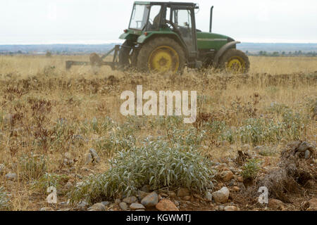 Albanien, Shkodra, Zucht von Kräuter- und Heilpflanzen, Pflügen des alten Salbei und Lavendel Feld mit John Deere Traktor/ALBANIEN, Shkodra, Anbau von Heil- und Gewuerzpflanzen, Bauernhof von Agro-Map, Pfluegen eines alten Salbei und Lavendel Feldes mit John Deere Traktor Stockfoto