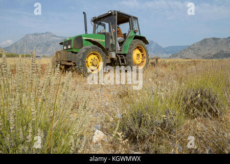 Albanien, Shkodra, Zucht von Kräuter- und Heilpflanzen, Pflügen des alten Lavendelfeld mit John Deere Traktor/ALBANIEN, Shkodra, Anbau von Heil- und Gewuerzpflanzen, Bauernhof von Agro-Map, Pfluegen eines alten Lavendel Feldes mit John Deere Traktor Stockfoto