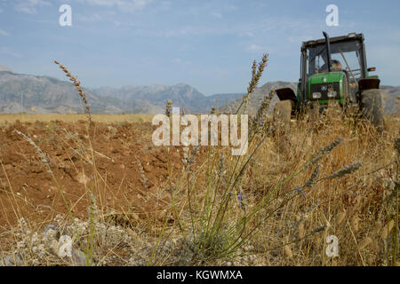 Albanien, Shkodra, Zucht von Kräuter- und Heilpflanzen, Pflügen des alten Lavendelfeld mit John Deere Traktor/ALBANIEN, Shkodra, Anbau von Heil- und Gewuerzpflanzen, Bauernhof von Agro-Map, Pfluegen eines alten Lavendel Feldes mit John Deere Traktor Stockfoto
