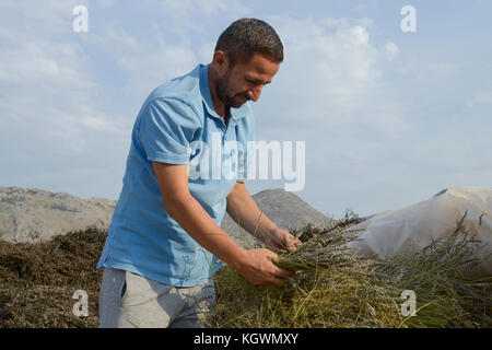 Albanien, Shkodra, Zucht von Kräuter- und Heilpflanzen, Lavendel Feld/ALBANIEN, Shkodra, Anbau von Heil- und Gewuerzpflanzen, Lavendel Feld von Firma Agro-Map, Landwirt Ilir Gjolaj Stockfoto