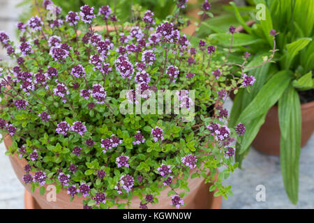 Thymian, Schafgarbe und Spitz-Wegerich im Topf, Blumentopf, Feld-Thymian, Feldthymian, Wilder Thymian, Thymian, Quendel, Feld-Sandthymian, Arznei-Thym Stockfoto