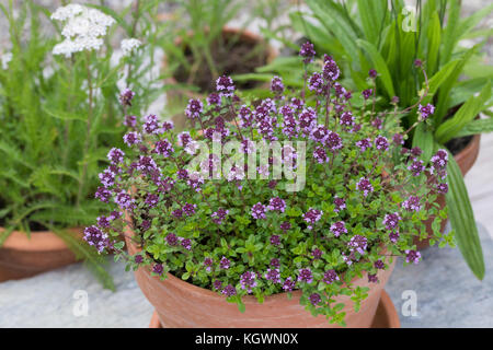 Thymian, Schafgarbe und Spitz-Wegerich im Topf, Blumentopf, Feld-Thymian, Feldthymian, Wilder Thymian, Thymian, Quendel, Feld-Sandthymian, Arznei-Thym Stockfoto