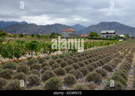 Albanien, Shkodra, Zucht von Kräuter- und Heilpflanzen, Lavendel und Wein trauben/ALBANIEN, Shkodra, Anbau von Heil- und Gewuerzpflanzen, Lavendel Feld und Weinreben Stockfoto