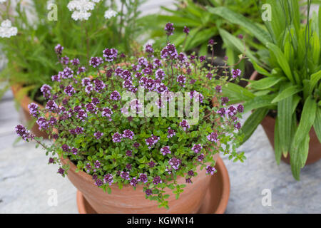 Thymian, Schafgarbe und Spitz-Wegerich im Topf, Blumentopf, Feld-Thymian, Feldthymian, Wilder Thymian, Thymian, Quendel, Feld-Sandthymian, Arznei-Thym Stockfoto