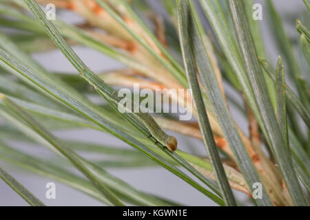 Violettgrauer Eckflügelspanner, Raupe, Spannerraupe frisst an Kiefer, Eckflügel-Spanner, Kiefern-Eckflügelspanner, Vielgrauer Kieferspaner, Macaria Stockfoto