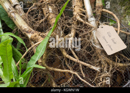 Wilde Karde, Wurzel, Wurzeln, Wurzelstock, Kardenwurzel, Karden-Wurzel, Kardenwurzeln, Dipsacus fullonum, SYN. Dipsacus sylvestris, Fuller-Teelöffel, w Stockfoto