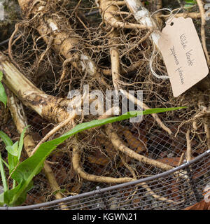 Wilde Karde, Wurzel, Wurzeln, Wurzelstock, Kardenwurzel, Karden-Wurzel, Kardenwurzeln, Dipsacus fullonum, SYN. Dipsacus sylvestris, Fuller-Teelöffel, w Stockfoto