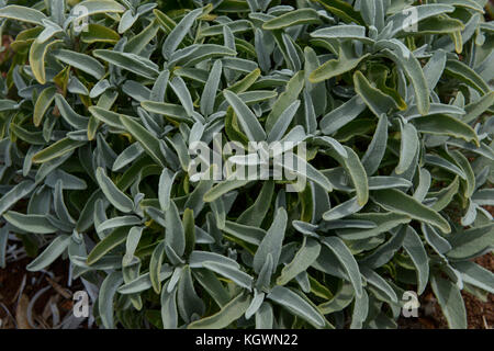 ALBANIEN, Shkodra, Anbau von Kräuter- und Heilpflanzen, Salbeipflanzenkreuzung bei Salvia Nord / ALBANIEN, Shkodra, Anbau von Heil- und Gewürzpflanzen, Zuechtung von Salbeipflanzen bei Salvia Nord Stockfoto