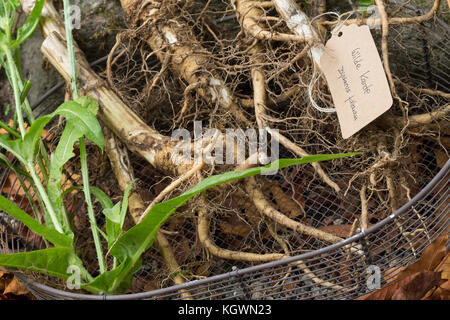 Wilde Karde, Wurzel, Wurzeln, Wurzelstock, Kardenwurzel, Karden-Wurzel, Kardenwurzeln, Dipsacus fullonum, SYN. Dipsacus sylvestris, Fuller-Teelöffel, w Stockfoto
