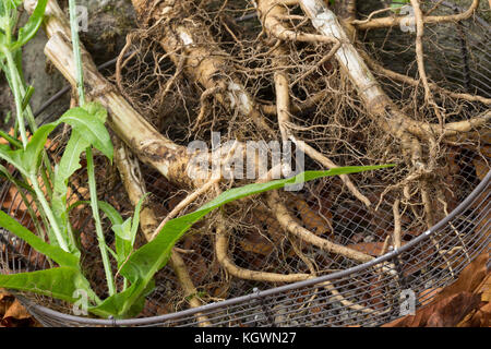 Wilde Karde, Wurzel, Wurzeln, Wurzelstock, Kardenwurzel, Karden-Wurzel, Kardenwurzeln, Dipsacus fullonum, SYN. Dipsacus sylvestris, Fuller-Teelöffel, w Stockfoto