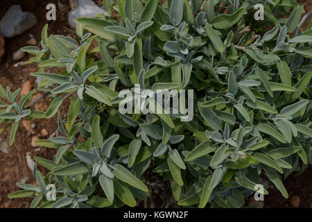 ALBANIEN, Shkodra, Anbau von Kräuter- und Heilpflanzen, Salbeipflanzenkreuzung bei Salvia Nord / ALBANIEN, Shkodra, Anbau von Heil- und Gewürzpflanzen, Zuechtung von Salbeipflanzen bei Salvia Nord Stockfoto