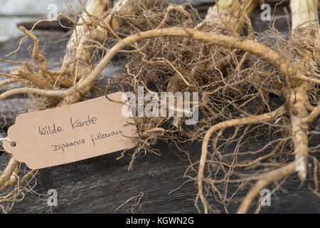 Wilde Karde, Wurzel, Wurzeln, Wurzelstock, Kardenwurzel, Karden-Wurzel, Kardenwurzeln, Dipsacus fullonum, SYN. Dipsacus sylvestris, Fuller-Teelöffel, w Stockfoto