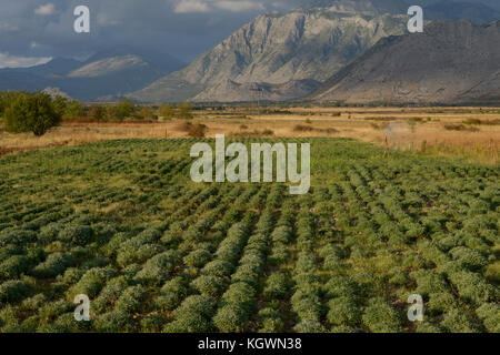 Albanien, Shkodra, Zucht von Kräuter- und Heilpflanzen, bewässerte Salbei Pflanzen vor der Albanischen Alpen/ALBANIEN, Shkodra, Anbau von Heil- und Gewuerzpflanzen, bewaesserte Salbeipflanzen vor Albanischen Alpen Stockfoto