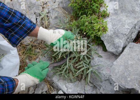 Albanien, Berat, Sammeln der wilden Kräuter und Heilpflanzen in den Bergen für den Export Firma GJEDRA-Medizinischen und Aromatischen Pflanzen, wilde Salbei/ALBANIEN, Berat, Illustr. von wilden Heilkraeutern in den Bergen fuer Export Firma Gjedra, wilder Salbei Stockfoto