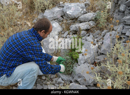 Albanien, Berat, Sammeln der wilden Kräuter und Heilpflanzen in den Bergen für den Export Firma GJEDRA-Medizinischen und Aromatischen Pflanzen, wilde Salbei/ALBANIEN, Berat, Illustr. von wilden Heilkraeutern in den Bergen fuer Export Firma Gjedra, wilder Salbei Stockfoto