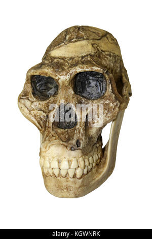Frau Ples Australopithecus africanus Stockfoto