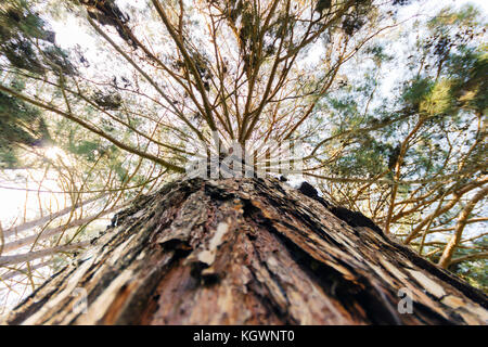 Großer Baum von oben auf einem Wald am Nachmittag Stockfoto