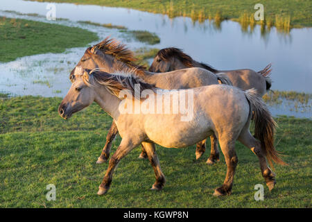 Niederländischen Nationalparks oostvaardersplassen mit konik Pferde vorbei an einem Pool Stockfoto