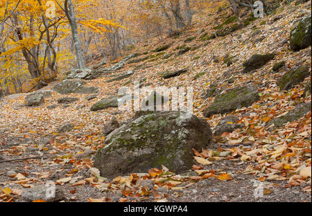 Wanderweg mit herbstlichen Laub durch Buchenwald führender Berg der Halbinsel Krim auf demerdzhi abgedeckt Stockfoto