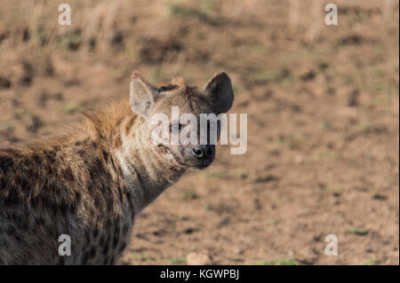 Nahaufnahme einer Tüpfelhyäne (Crocuta crocuta) Stockfoto