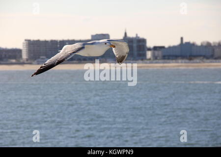 Möwe Stockfoto