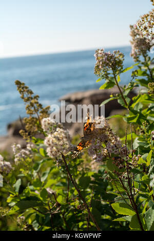 Orange Schmetterling in Acadia Nationalpark Stockfoto