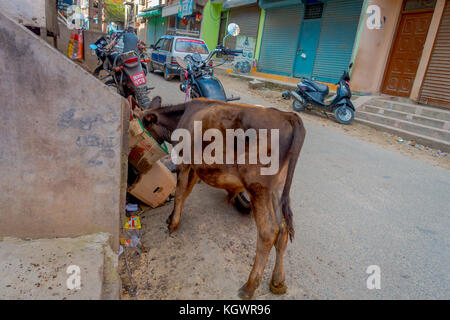 Kathmandu, Nepal - Oktober 25th, 2016: Kuh auf der Suche nach Nahrung innerhalb der Karton in den Straßen auf der Straße Stockfoto