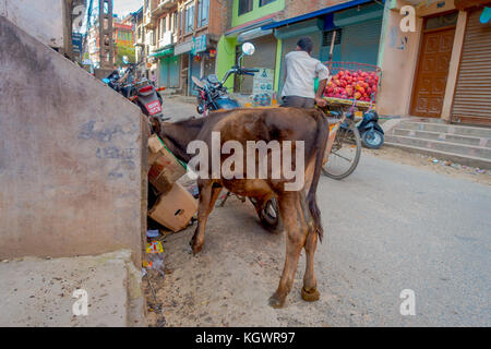 Kathmandu, Nepal - Oktober 25th, 2016: Kuh auf der Suche nach Nahrung innerhalb der Karton in den Straßen auf der Straße Stockfoto