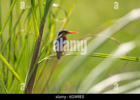 Malachite Kingfisher, zwischen Schilf in Uganda thront. Stockfoto