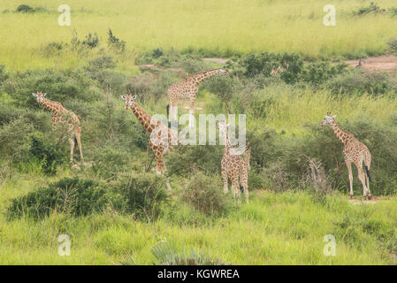 Gruppe der gefährdeten Rothschild Giraffen füttern an Bäumen in Murchison Falls Nationalpark, Uganda. Stockfoto