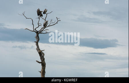 Geier auf einem toten Baum, gegen den Himmel ab, in Uganda. Stockfoto