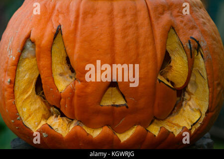 Verfallende geschnitzten Kürbis mehrere Tage nach Halloween. Großbritannien Stockfoto