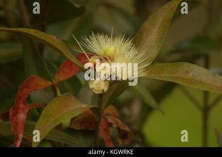 Gelbe Blume auf Park Honduras Stockfoto