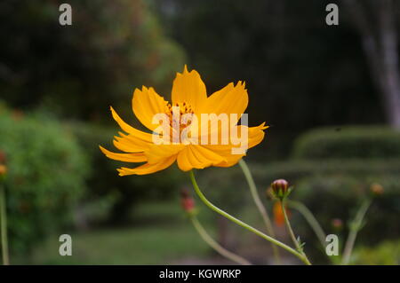 Gelbe Blume Stockfoto