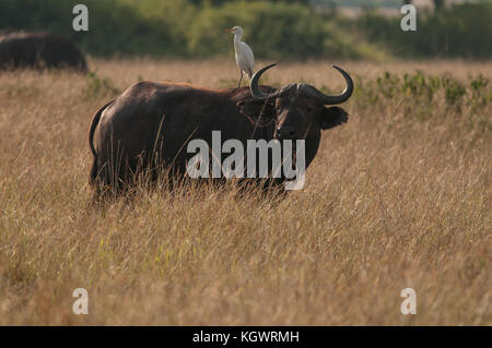 Afrikanische Büffel mit Egret, beleuchtete im Abendlicht, Murchison Falls Nationalpark, Uganda. Stockfoto