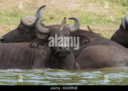 Afrikanische Büffel baden, mit oxpeckers auf ihnen, im Queen Elizabeth National Park, Uganda Stockfoto