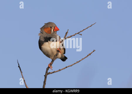 Zebra Finch im westlichen Australien Wüste thront Stockfoto