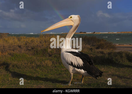 Australischer Pelikan Stockfoto