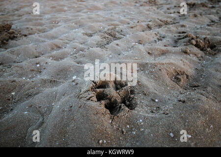 Hund Platzbedarf am Strand in Darwin, Northern Territory, Australien Stockfoto