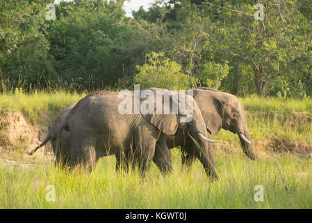 Gruppe von Bush/Afrikanische Elefanten wandern durch ein trockenes Flussbett in Murchison Falls Nationalpark, Uganda. Stockfoto