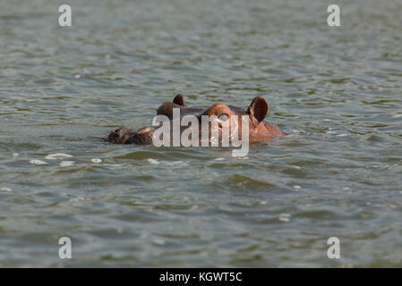 Versenkt Hippo, Uganda. Stockfoto