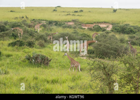 Gruppe der gefährdeten Rothschild Giraffen füttern an Bäumen in Murchison Falls Nationalpark, Uganda. Stockfoto