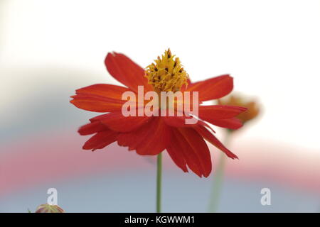 Die schöne Blume blüht in den Farben wie Weiß, Grün, Braun, Violett, Braun und sind sogar zweifarbig. Blumen sind bunt und langlebig. Stockfoto