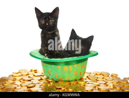 Zwei schwarze Kätzchen in einem Saint Patrick's Day unter dem Motto grüner Hut mit vierblättrigen Kleeblättern Festlegung auf ein Bett von Goldmünzen auf weißem Hintergrund. Spaß Stockfoto