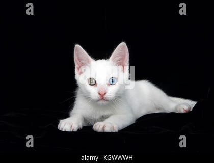 Porträt einer kleinen weißen tabby Kitten mit Heterochromia Augen Festlegung auf einer weichen schwarzen Samt Bett von schwarzem Samt umgeben. Kontrast als Stockfoto